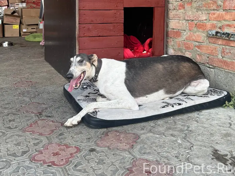 Пропала собака,территориально ...