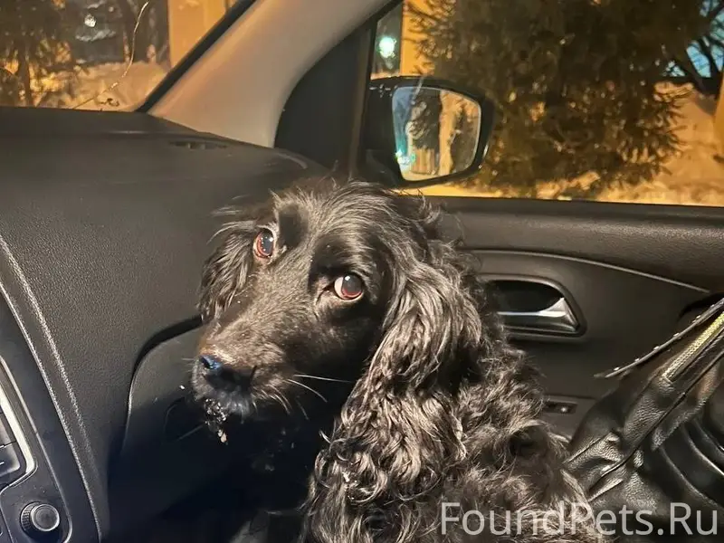 🆘🆘🆘ЧЬЯ ПОТЕРЯ🆘🆘🆘 ‼️ВАШ РЕПОСТ ...