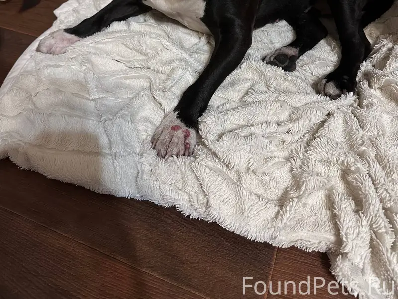 Была найдена собака, в районе ...