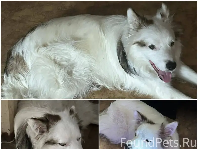 31.01.26г. найдена собака по.....