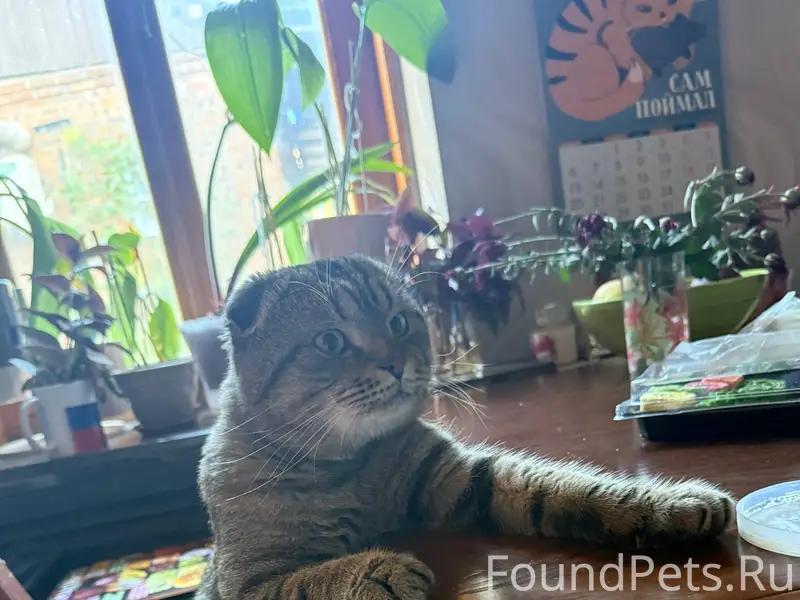 🆘 Пропал кот 🆘 В районе...