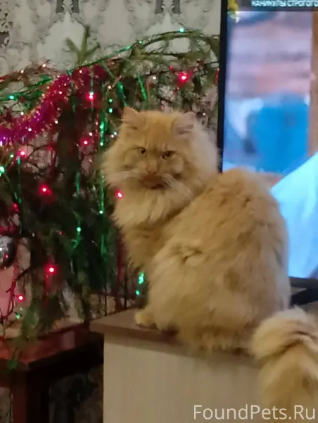 Пропал кот в районе отдела кад...