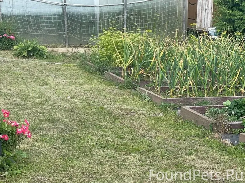 Сегодня у меня убежала собака ...