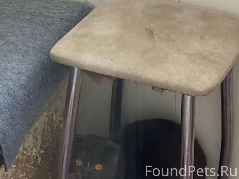 🆘🆘🆘найдена кошка рядом с Род д...