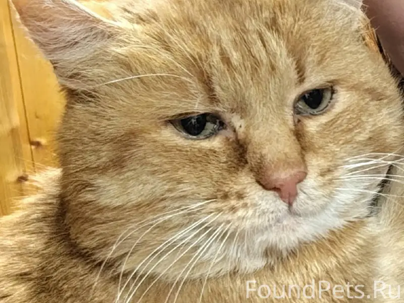 Пропал кот по кличке Бегемот, ...