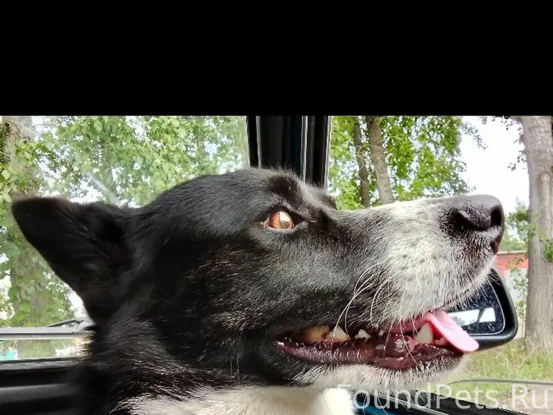 Здравствуйте, потерялся пёс в ...