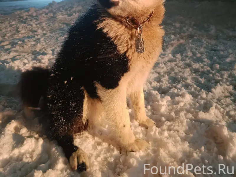 Убежал пёс несколько часов наз...