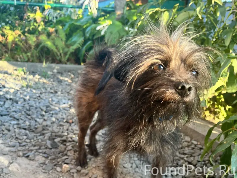 Помогите пожалуйста найти песи...