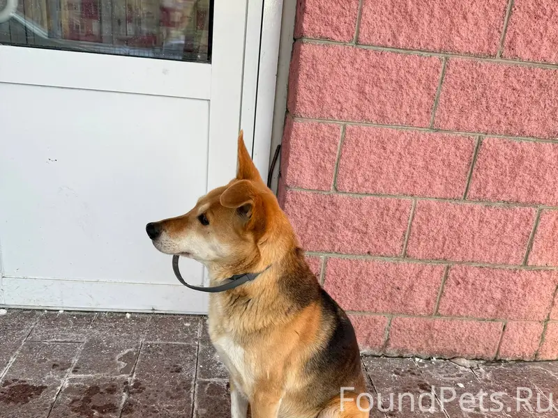 Найден пес с ошейником. Чкалов...