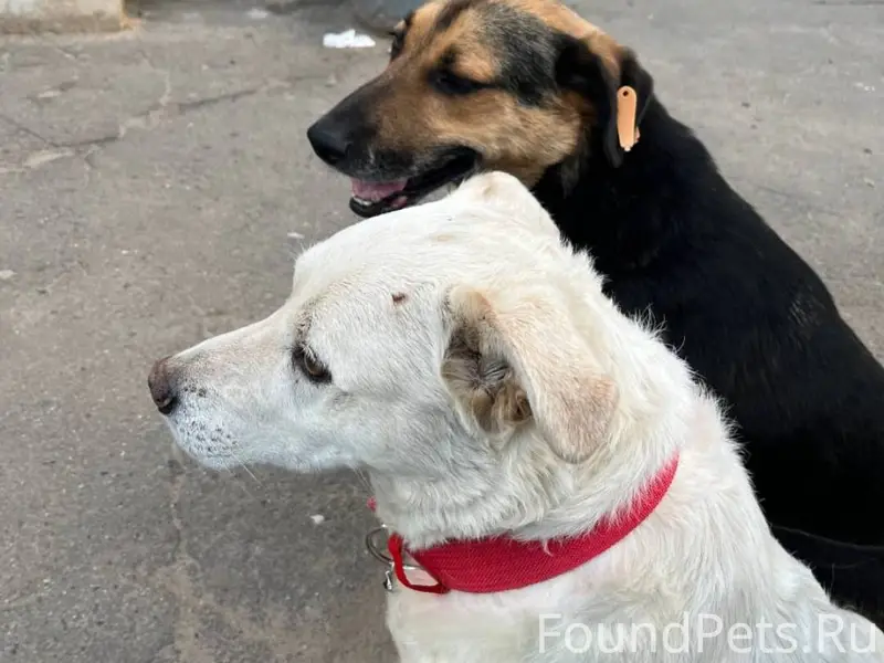 Пропала собака ,белый в красно...