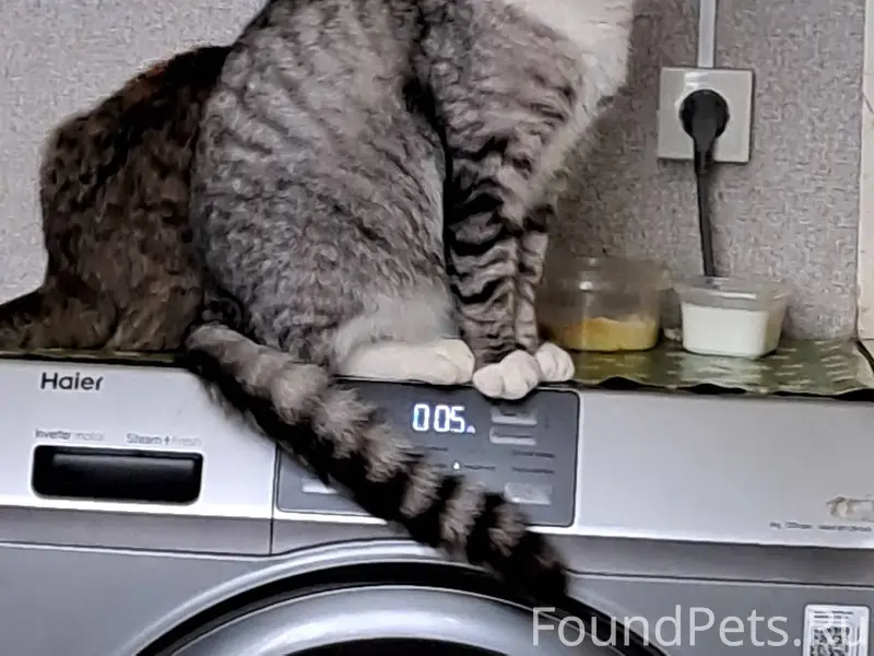 30 января пропал кот в Мяксе.....