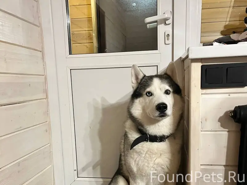 Найдена собака на ГЛЦ Банное, ...