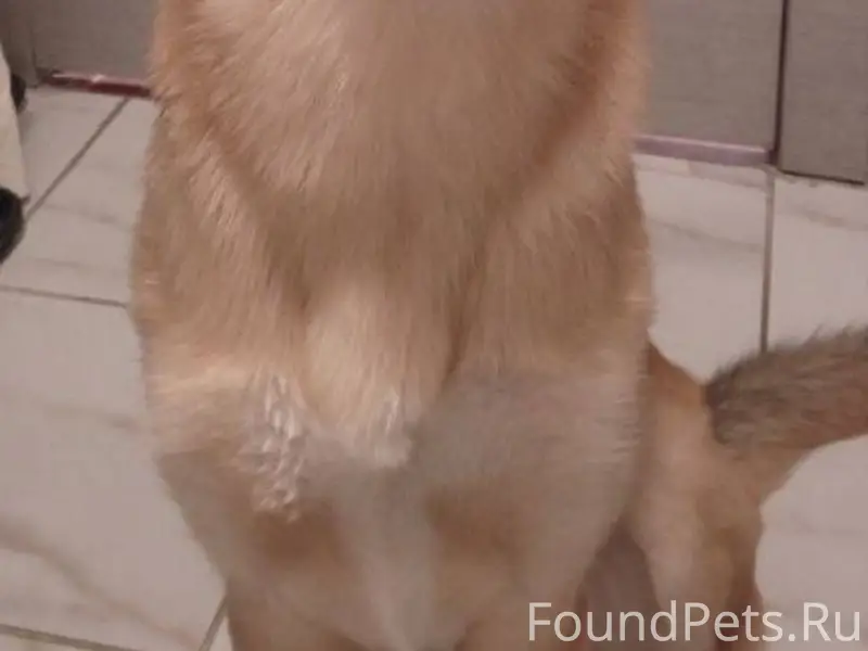 Помогаю информационно. Сделайт...