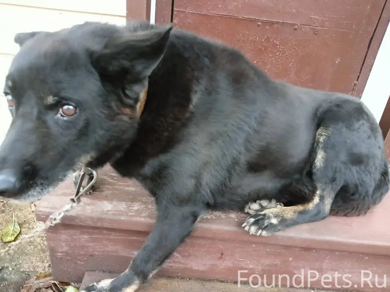 Пропала собака в районе старой...