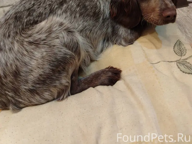 Найдена собака в районе детско...