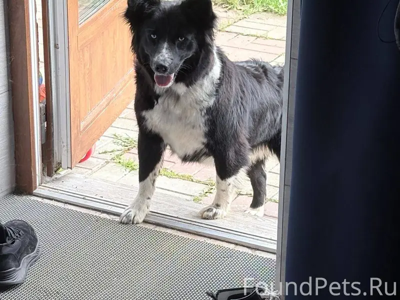 Убежала собака с участка сегод...