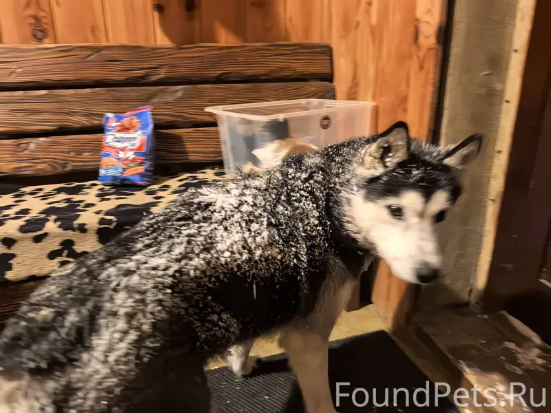 Кто потерял собаку? Похожа на ...