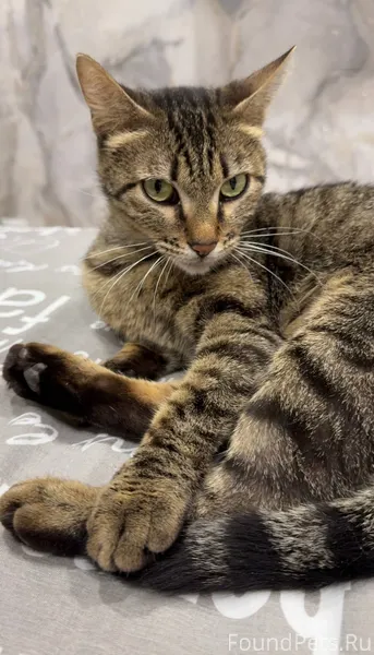 НАЙДЕНА КОШКА В РАЙОНЕ БЫЗОВА!...