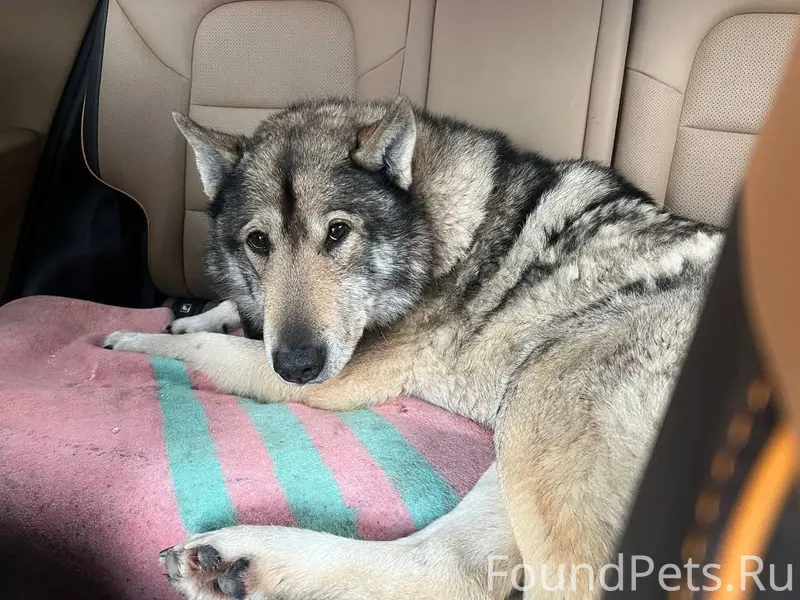 #ищу хозяина. Найдена собака с...