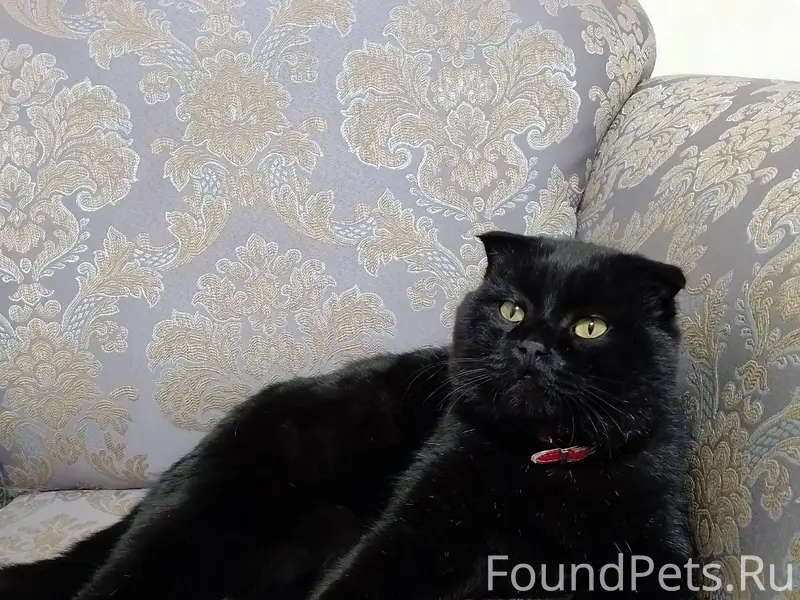 Пропал кот.Св.Сокол.ул.Тульска...