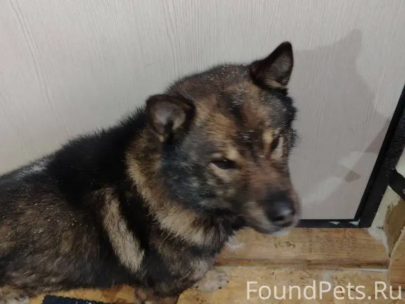 Нам пишут: Найден пёс! Кобель,...