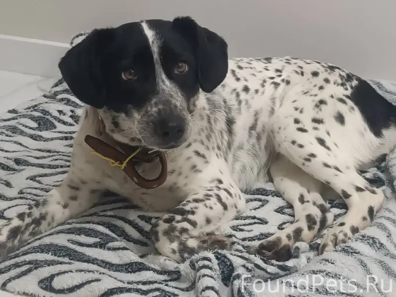 Найдена собака! Пожалуйста мак...