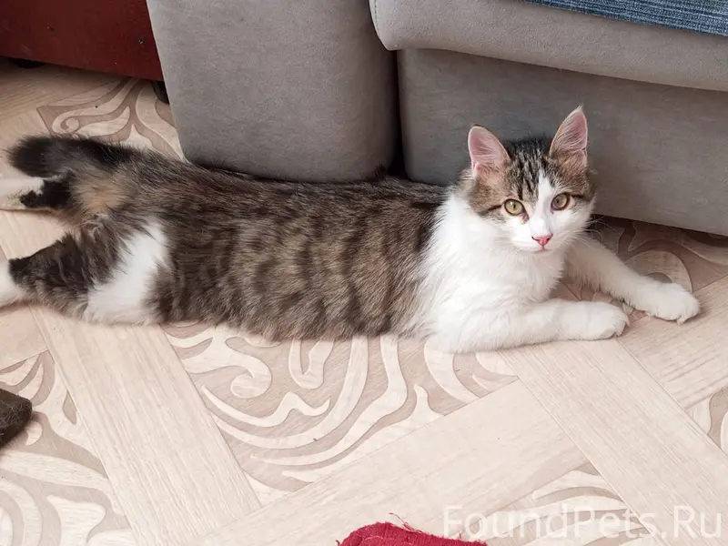 Пропал кот в районе магазина М...