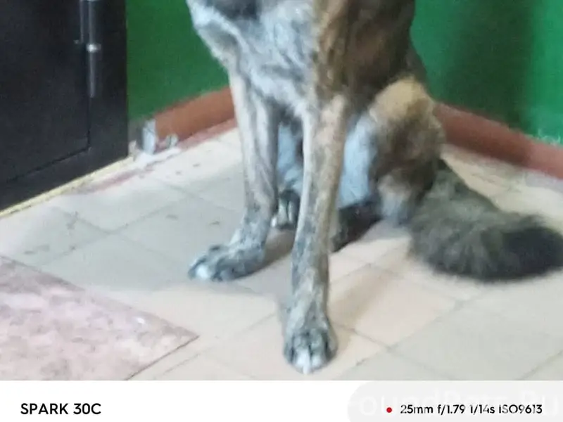 Кто потерял собаку. Находится ...