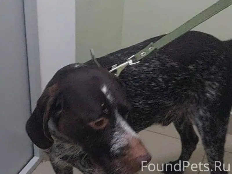 Истринский район, МО НАЙДЕНА С...