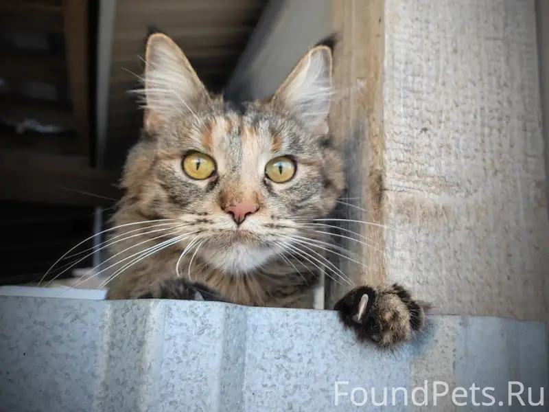 Москва и МО. Леся мечтает о...