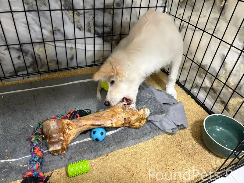 Пропала собака,беспородная,отк...