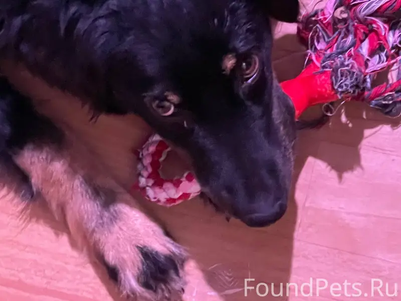 Пропал пёс 1.2.26 в...