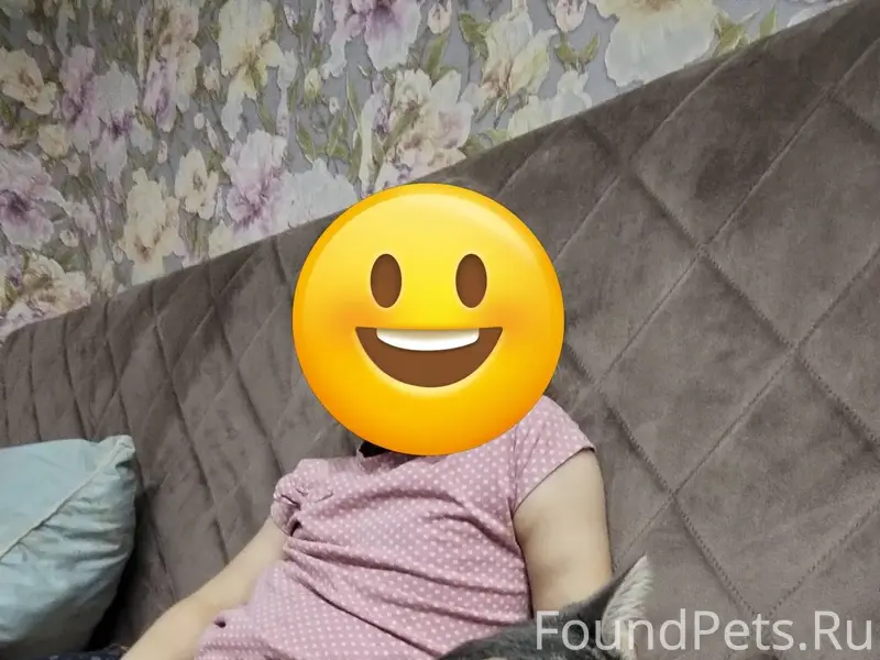 Пропала кошка на ул Вознесенск...