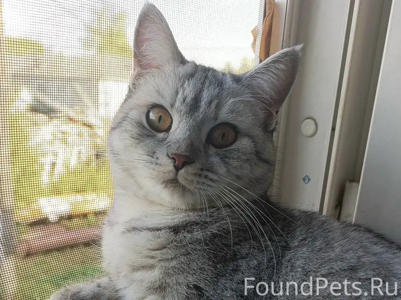 Пропала кошка новоенисйеск на ...