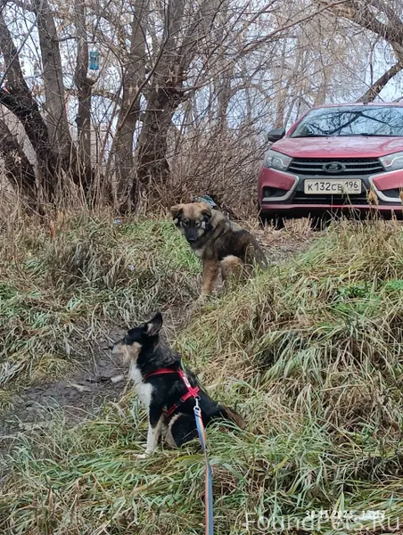 Нужна помощь собаке. Молодой п...