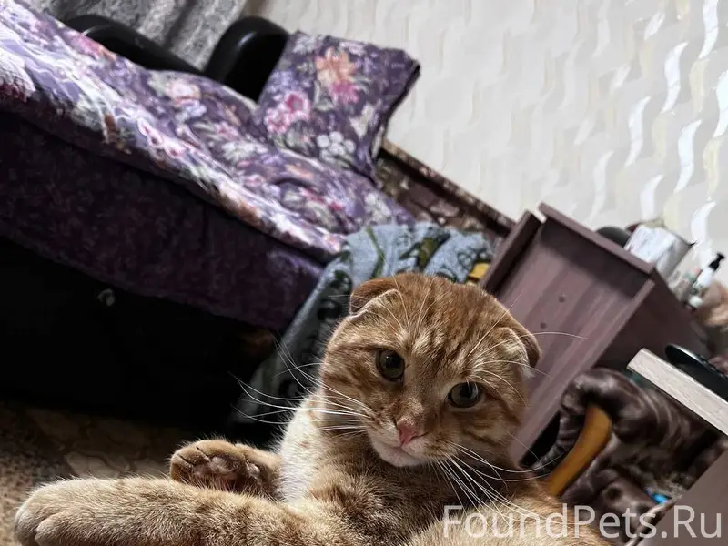 Пропал кот в районе Мякишева/Д...