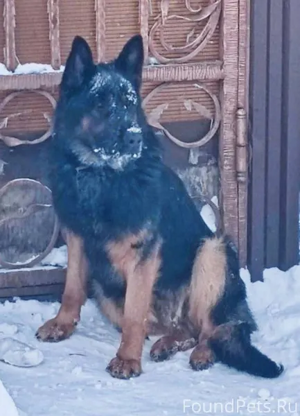 Найдена собака, подросток, коб...