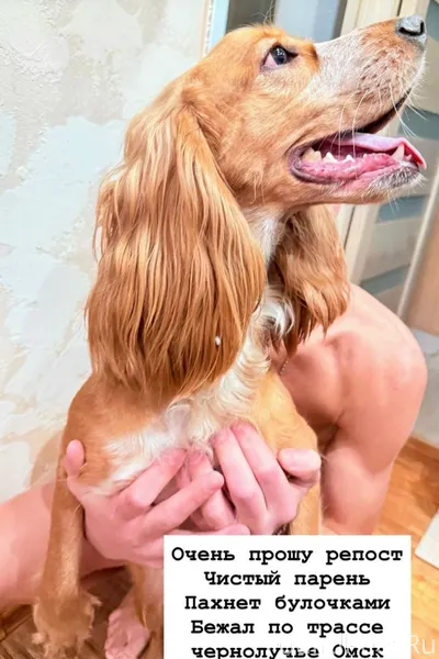 Срочно, найдена собака! 8 908 ...