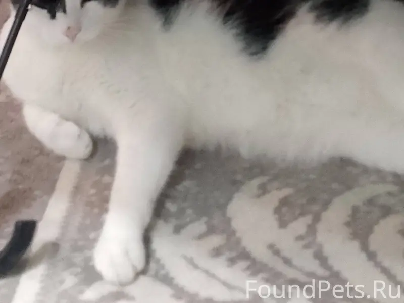 Пропал кот, улица луговая отзы...