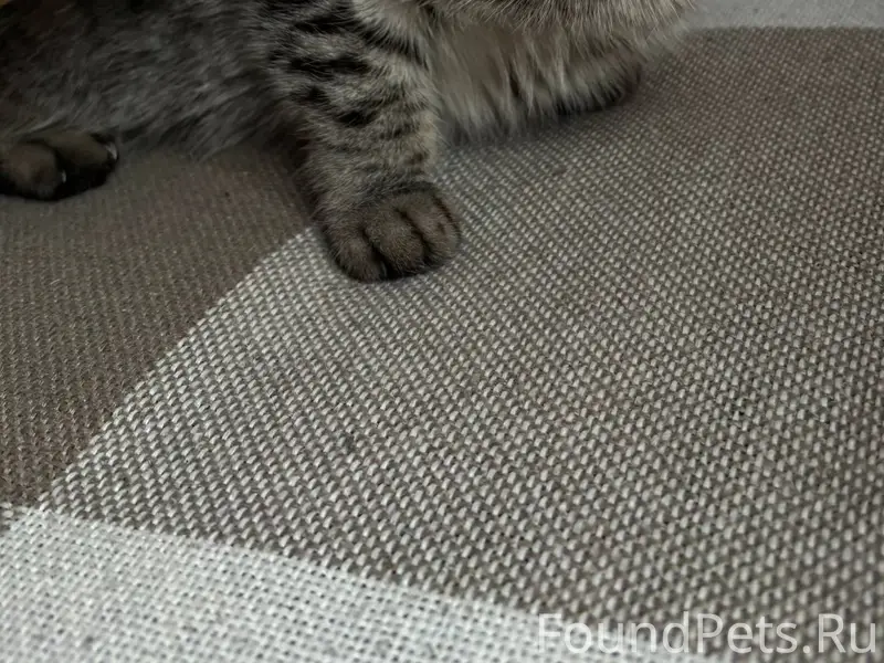 Нашли кошку с фиолетовым ошейн...