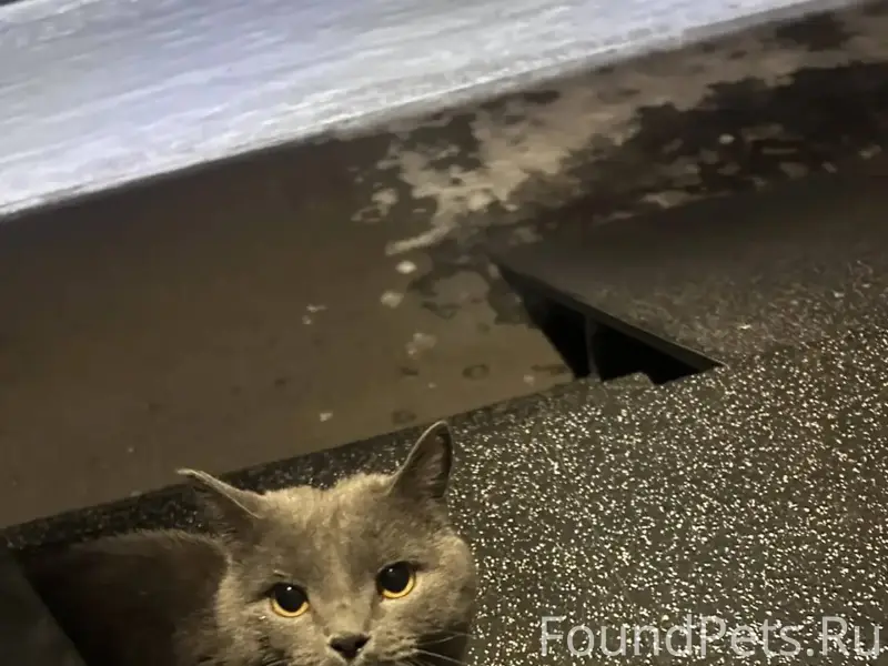#Потери_Находки 1. Найден кот!...