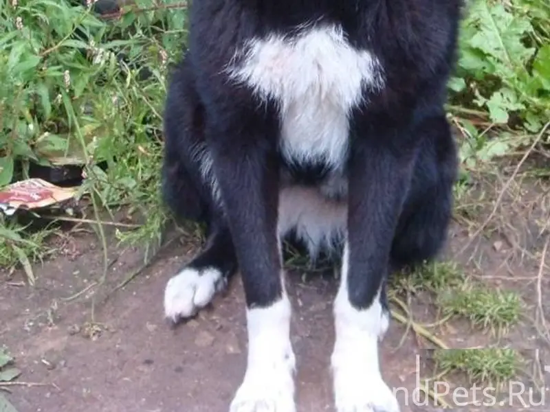 Вот уже почти неделю собака на...