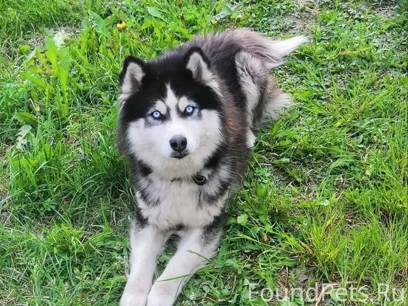 Пропал пёс по кличке Север Не....