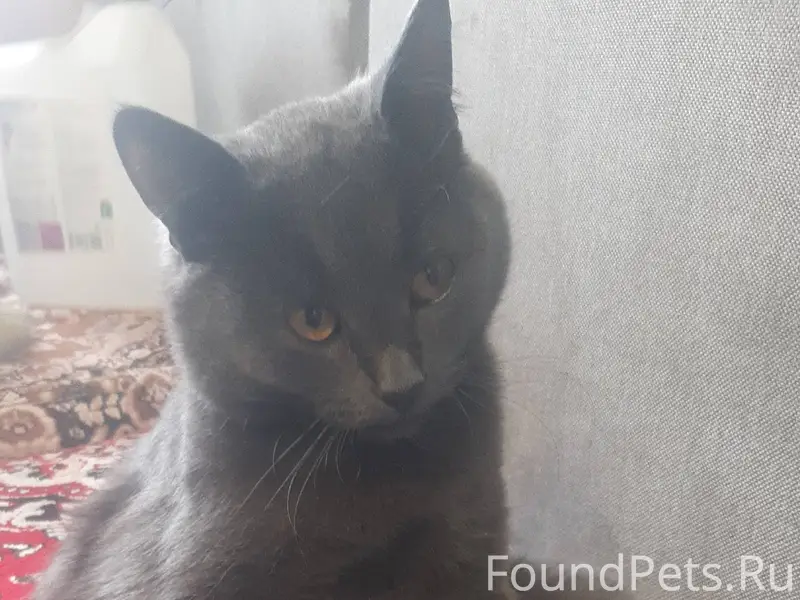 Пропал кот. В районе конного. ...