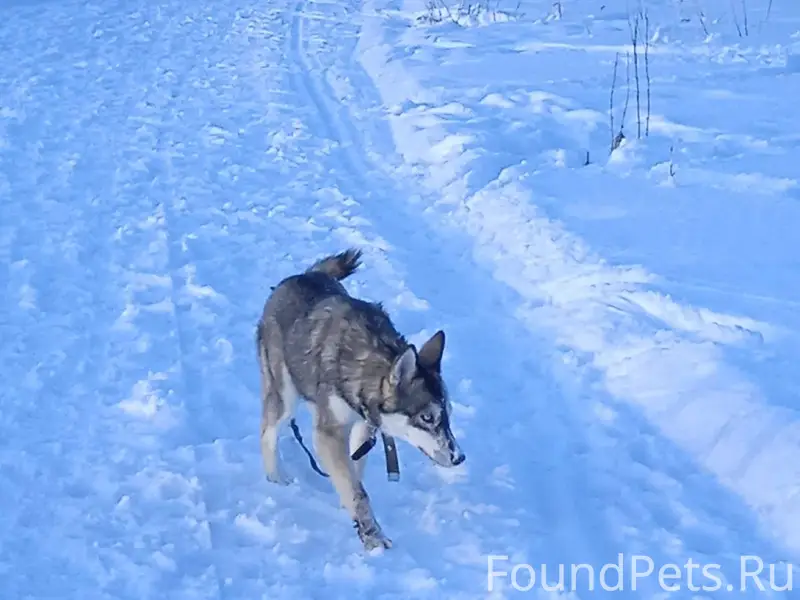 Найдена собака,ищу хозяев или ...