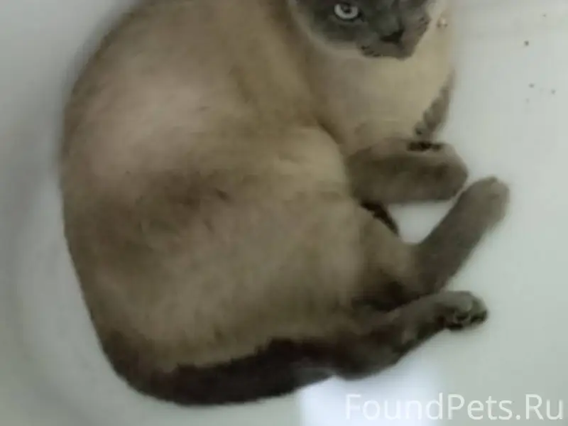 Пропала сиамская кошка по клич...