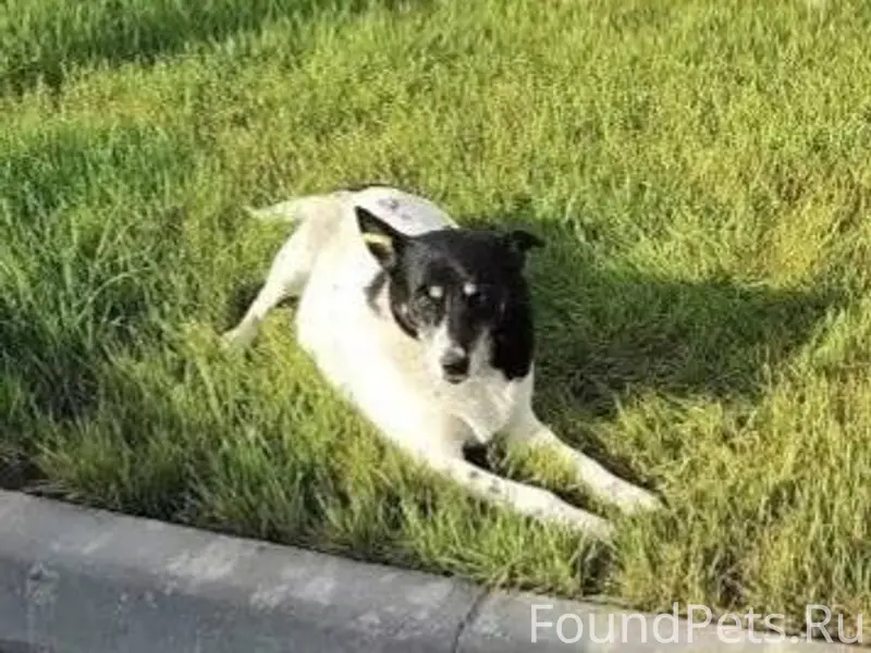 Убежала собака без породы дево...