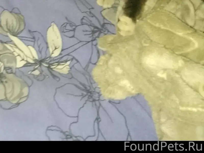 Пропал кот в районе Орского го...