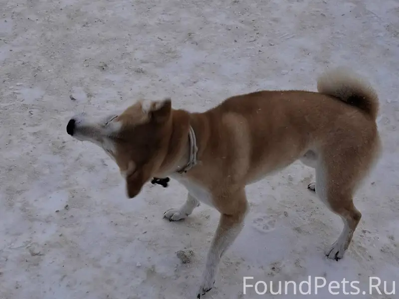 Найдена (замечена) собака. В р...