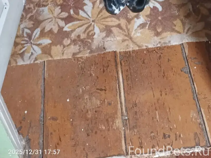 Потерялся пёс кличка Чарли , м...